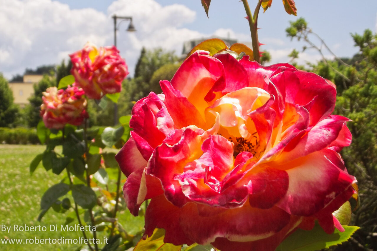 Fiori alla Villa Comunale di Frosinone